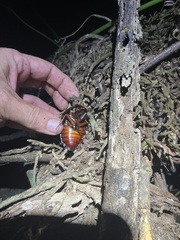 Aspiduchus cavernicola