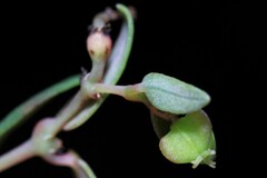 Euphorbia villifera
