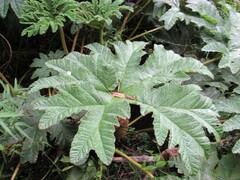 Gunnera