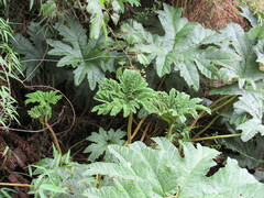 Gunnera