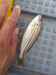 Helotes octolineatus