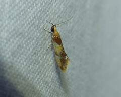 Epicallima argenticinctella