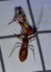 Rocconota annulicornis