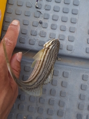 Helotes octolineatus