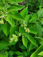 Croton ciliatoglandulifer