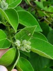 Croton ciliatoglandulifer