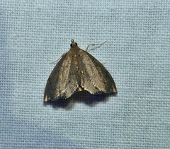 Perispasta caeculalis