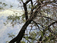 Stephanoxis loddigesii