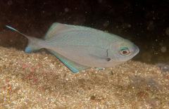 Scorpis lineolata