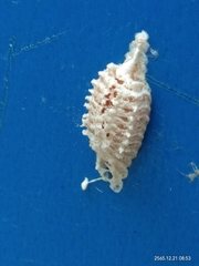 Odontomantis planiceps