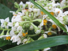 Solanum oblongifolium