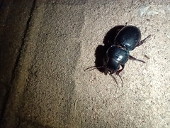 Coleoptera