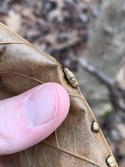 Macrodiplosis majalis