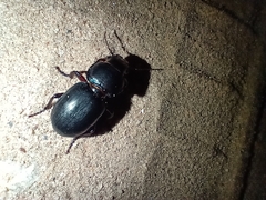 Coleoptera