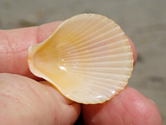 Mimachlamys asperrima