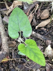 Aristolochia kaempferi