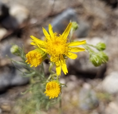 Senecio flaccidus monoensis