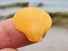 Mimachlamys asperrima