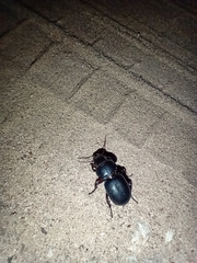 Coleoptera