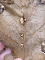 Macrodiplosis majalis