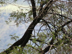 Stephanoxis loddigesii