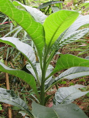 Solanum oblongifolium