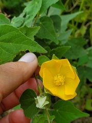 Abutilon hypoleucum