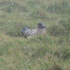 Stercorarius skua