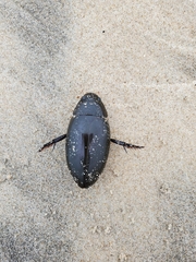 Hydrophilus insularis