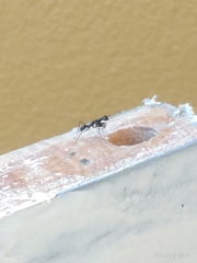 Odontomantis planiceps