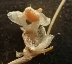 Cuscuta psorothamnensis