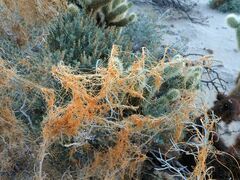 Cuscuta psorothamnensis