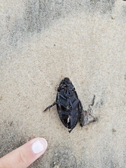 Hydrophilus insularis