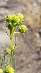 Senecio flaccidus monoensis