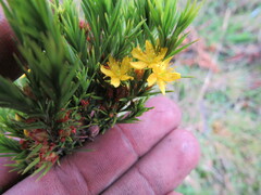 Hypericum juniperinum
