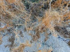 Cuscuta psorothamnensis