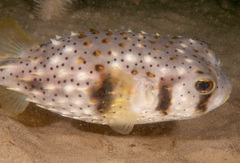 Dicotylichthys punctulatus