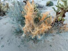 Cuscuta psorothamnensis