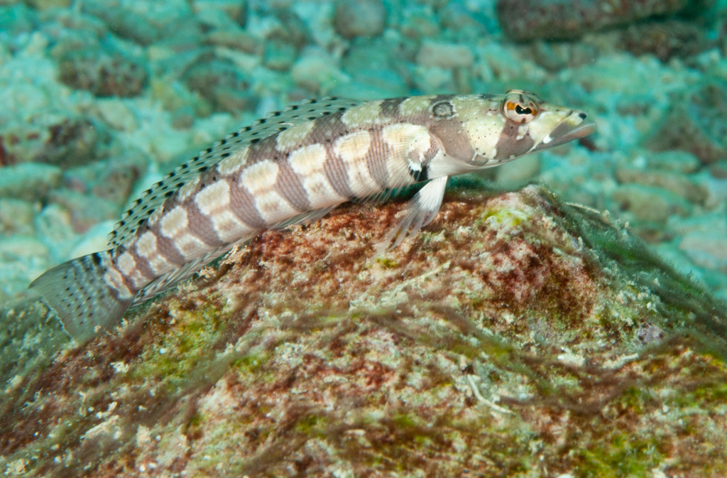 Reticulated Sandperch