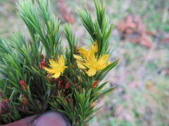 Hypericum juniperinum