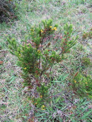 Hypericum juniperinum