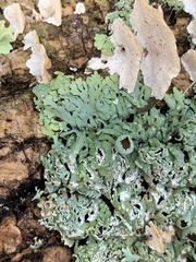 Heterodermia hypoleuca