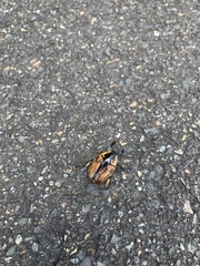 Chondropyga dorsalis