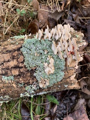 Heterodermia hypoleuca