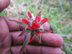 Castilleja arvensis