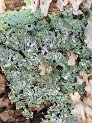 Heterodermia hypoleuca