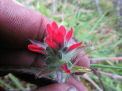 Castilleja arvensis