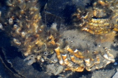 Ficopomatus enigmaticus