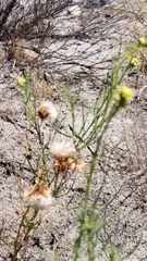 Senecio flaccidus monoensis