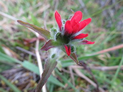 Castilleja arvensis
